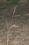 Common carpetgrass